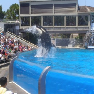 Killer whale show at Sea World San Diego