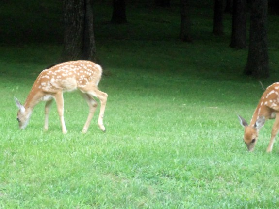 Deer fawns in the yard