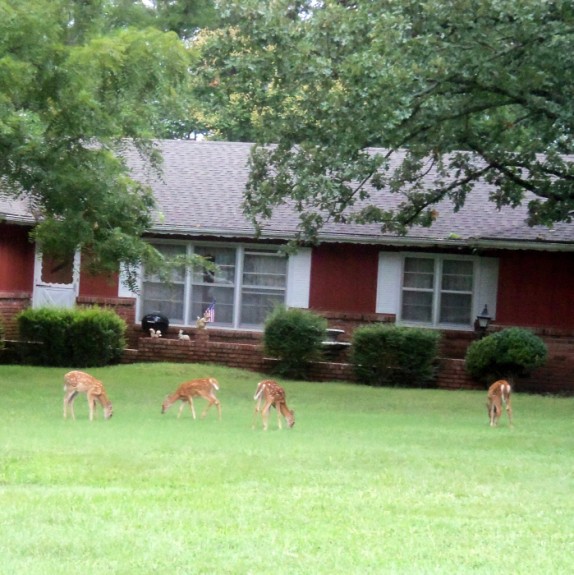 deer-fawns-in-the-yard (574 x 575)