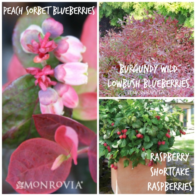 edible-landscaping-berries