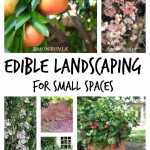 Edible landscape ideas for small spaces. Make that area do double duty