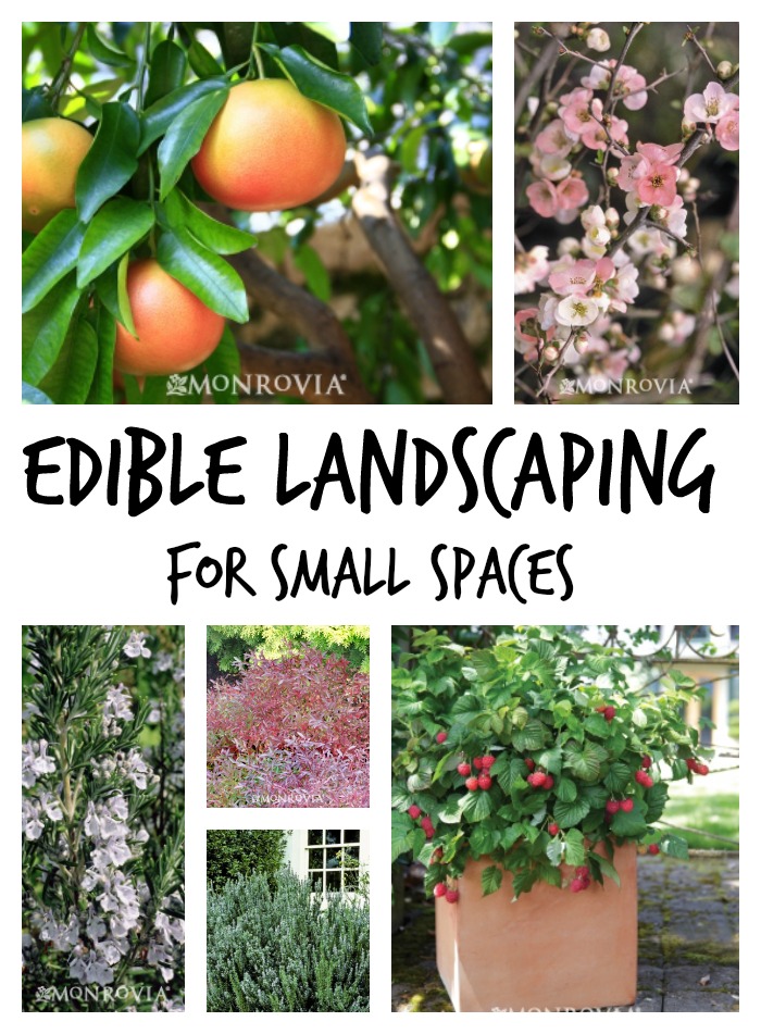 edible-landscaping-for-small-spaces