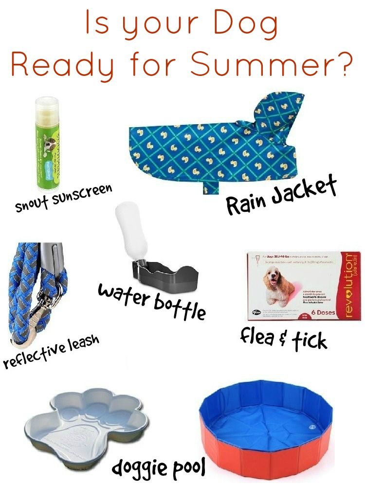 Must Have Summer Survival Items for Dogs