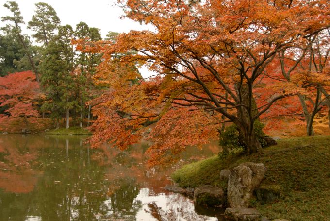 Fall Foliage