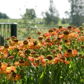 A field of coneflowers in bloom