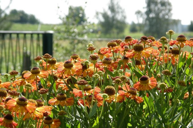 A field of coneflowers in bloom