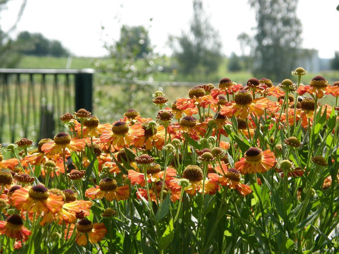 A field of coneflowers in bloom