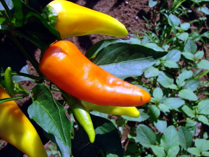 Learn how to gorw peppers in your container garden