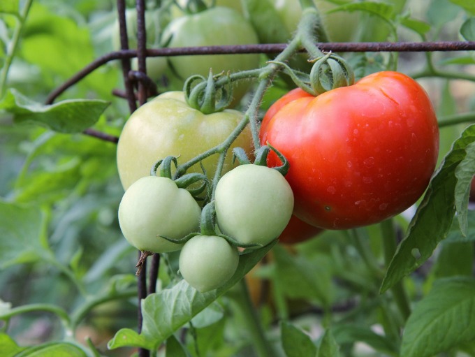 Grow your own tomatoes. It's easy, and you don't need a big yard.