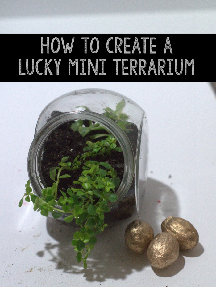 How to Create a lucky Mini Terrarium. This is ideal for your office, a bedroom shelf, or a bookshelf in a cluster. 