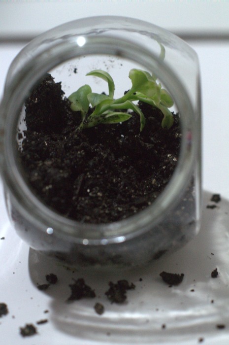 First plant in the mini terrarium
