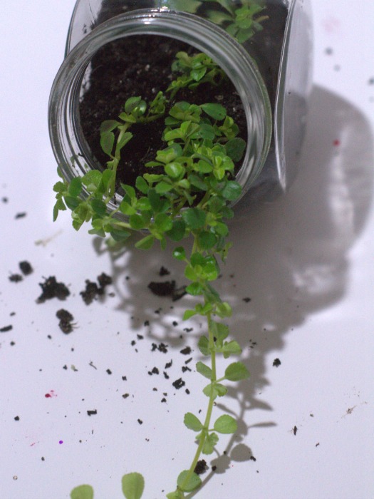 Trailing plant in a terrarium