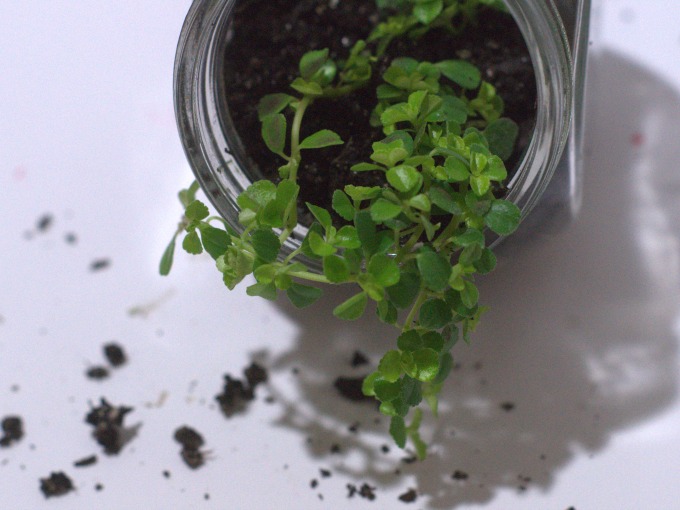 Trailing plant trimmed in terrarium