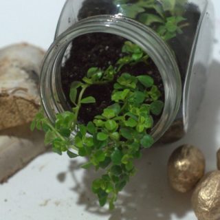 How to make a lucky miini terrarium