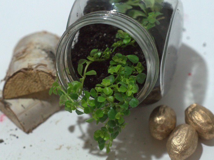 How to make a lucky miini terrarium