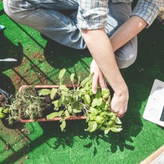 Tips for growing a disease resistant garden