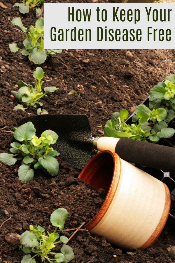 Easy tips and tricks to keep your garden disease free. 