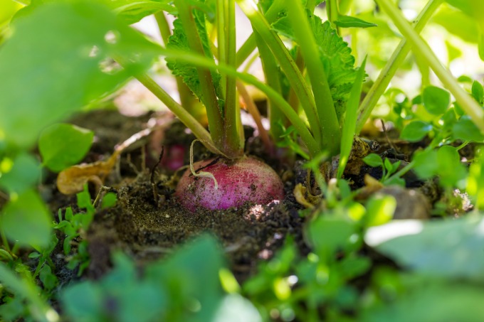 radish growing in the garden