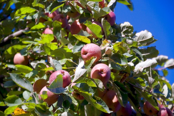 Apples on the tree