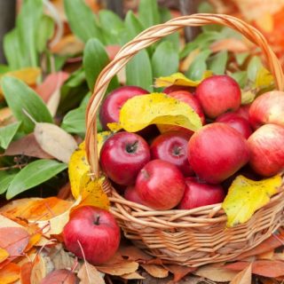 fall apples