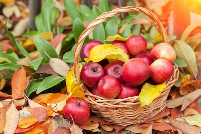 fall apples