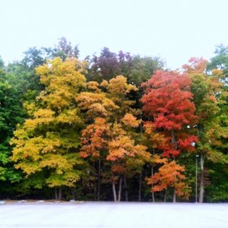 Trees changing color in the Fall