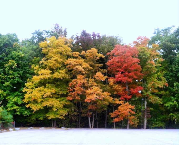 Trees changing color in the Fall