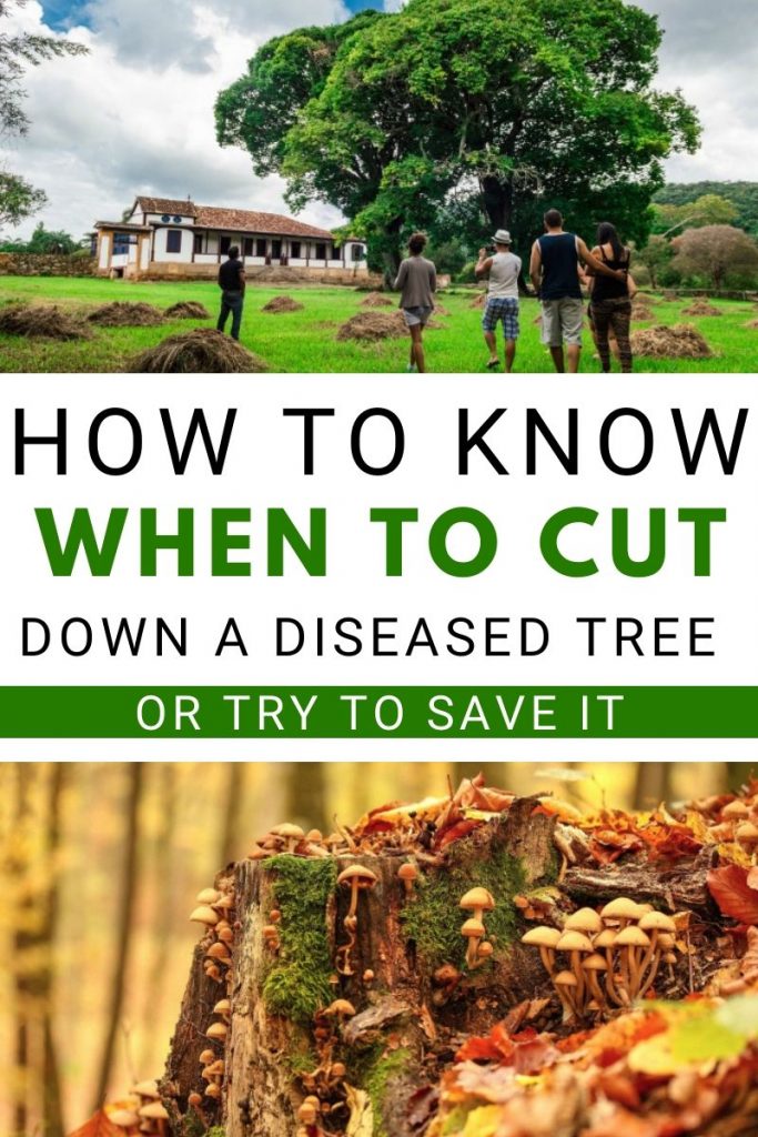 How to know when to cut down a diseased tree or try to save it