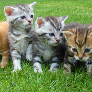 Four kittens in grass