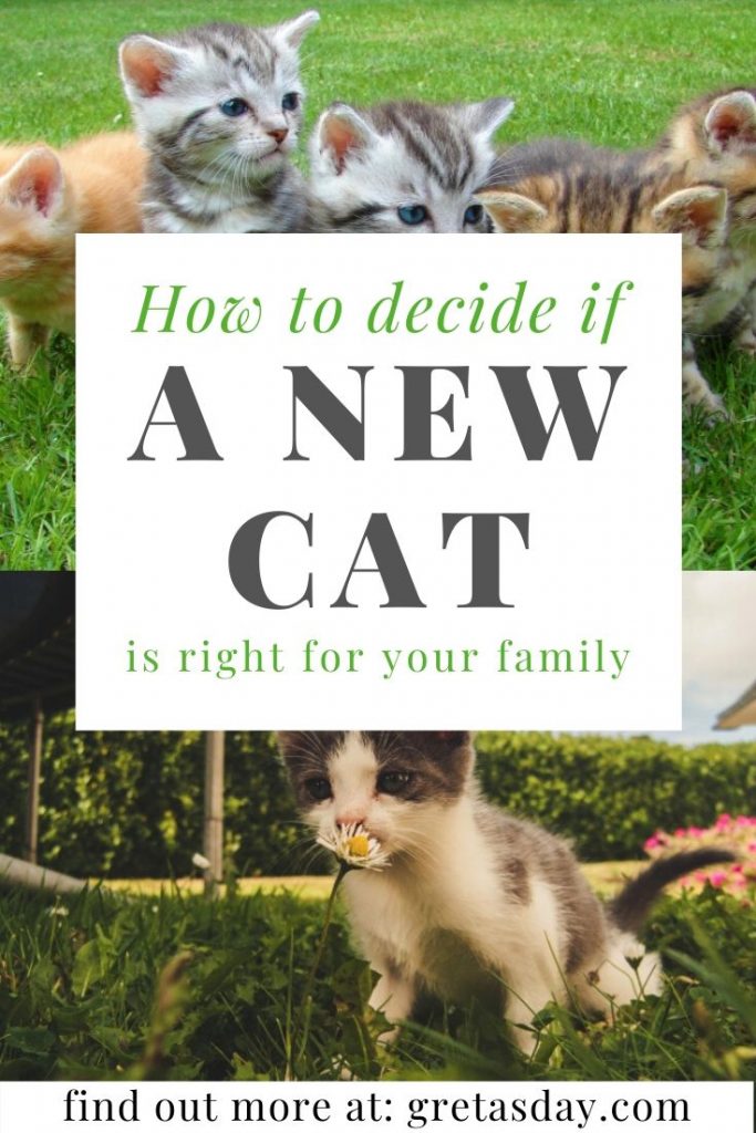 How to decide if a new cat is right for your home. Includes things to consider you may have never thought sbout. 