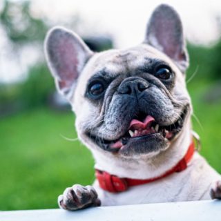 Happy French Bulldog