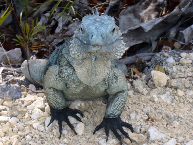 grand cayman iguana