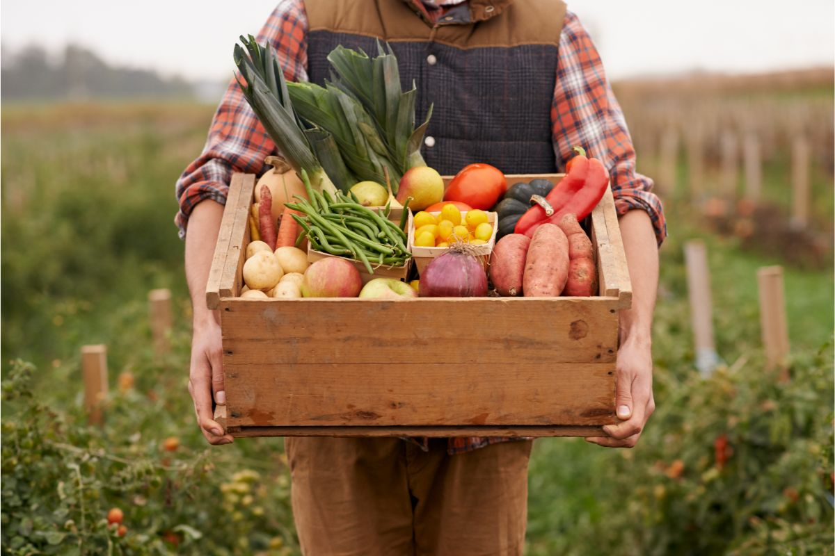 fall vegetables to plant and grow in your garden