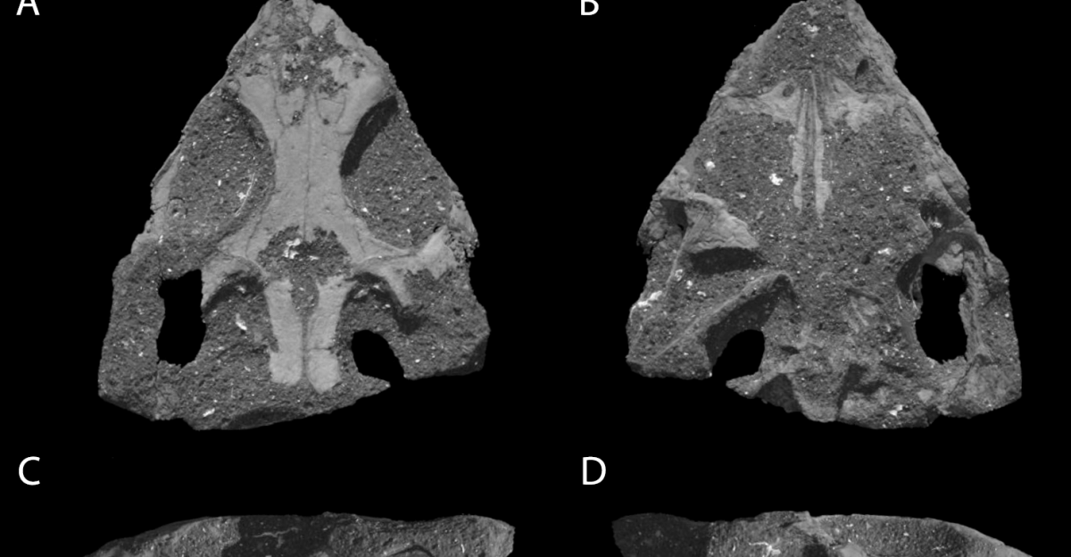 Volume rendering of the skull of Colobops noviportensis YPM VPPU 18835 prior to three-dimensional segmentation and removal of matrix Shown in a dorsal b ventral c left lateral and d anterior views