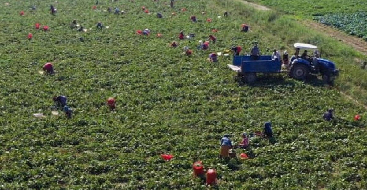 Migrant farm workers go on high alert amid immigration raids by Megalopolitan_America