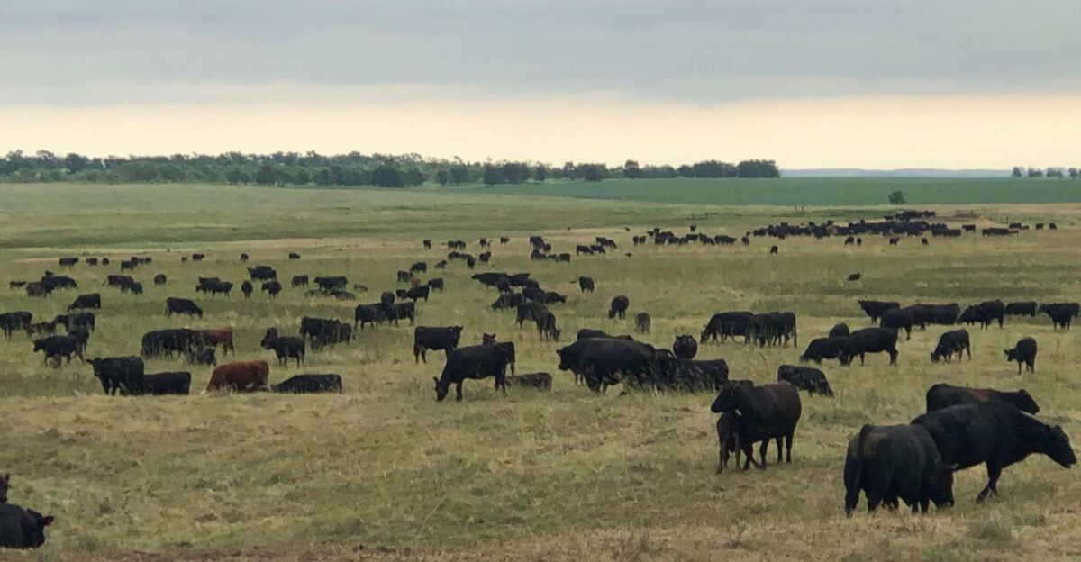 Cattle and beef prices hit the stratosphere by Larry Harlow