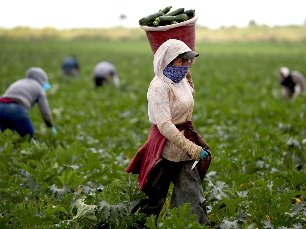 The World Must Protect Vulnerable Food Farm Workers Amidst Covid-19 by Tiffany M Gallery