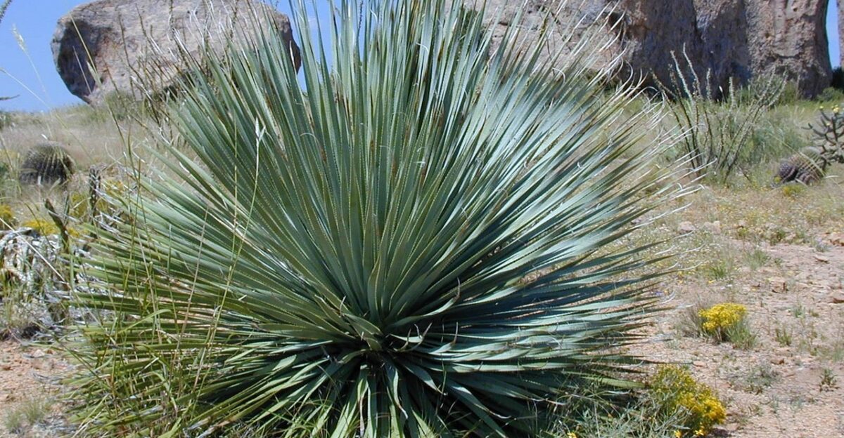 yucca yucca rostrata plant spur nature pointed