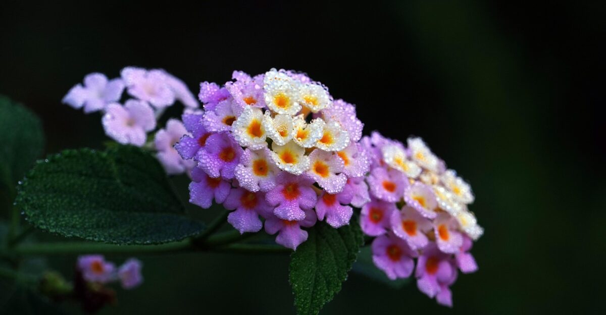 lantana beautiful flowers dew flower background flower wallpaper flower plant flora nature