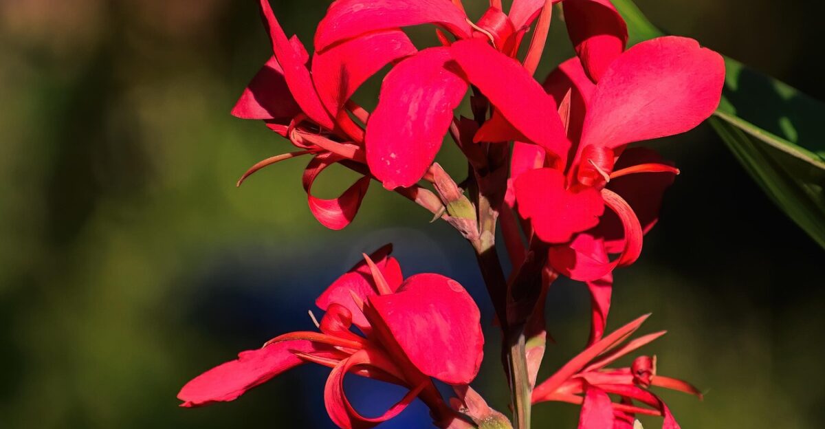 canna lily canna flower background lily flower red flower hd wallpaper beautiful flowers bloom plant garden nature flower wallpaper