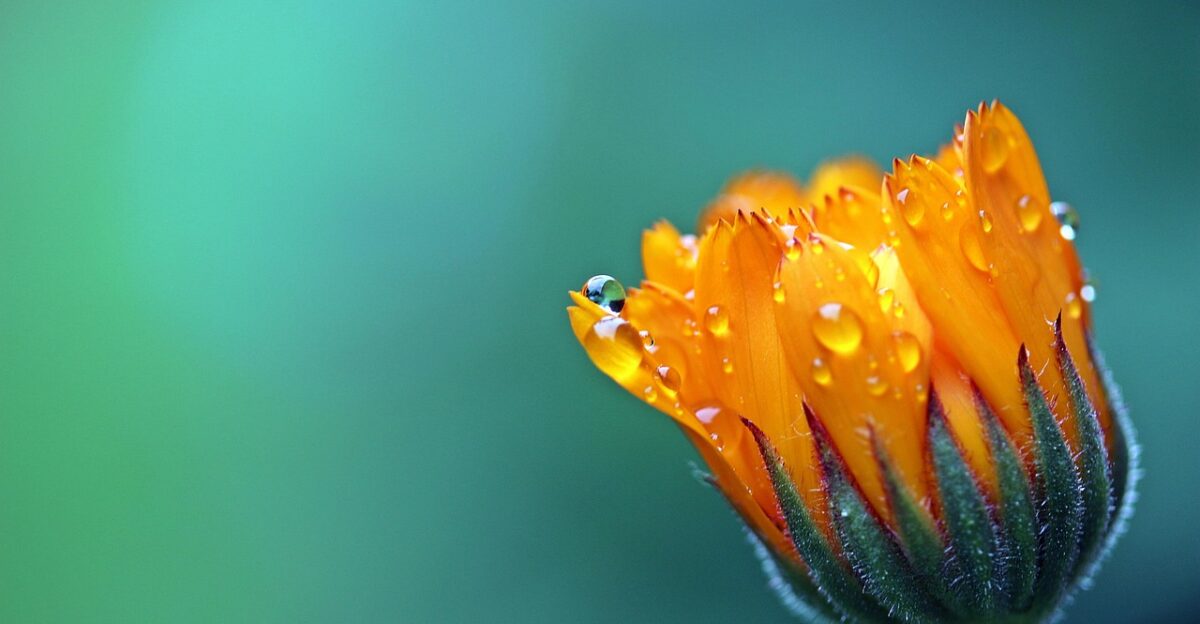 marigold flower dewdrops water droplets pot marigold petals orange flower orange petals blooming blossoming wet beautiful flowers flora nature close up flower wallpaper single flower background single flower plant calendula