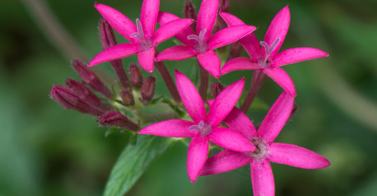 Pentas lanceolata commonly known as Egyptian Starcluster is a species of flowering plant in the madder family Rubiaceae that is native to much of Africa as well as Yemen It is known for its wide use as a garden plant where it often accompanies butterfly gardens