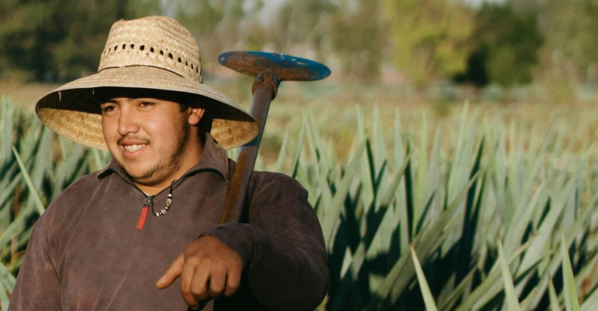 A Mexican farmer standing among agave plants in sunny fields, cultivating for tequila production.