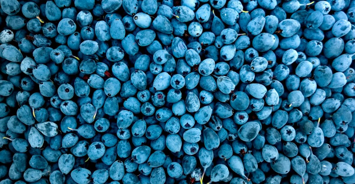 A vibrant close-up of ripe blueberries showcasing freshness and rich blue hues perfect for healthy eating themes