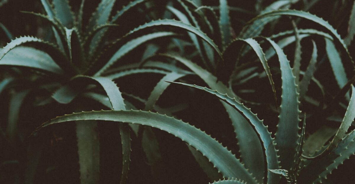 A close-up of lush green Aloe Vera plants with a dark textured background