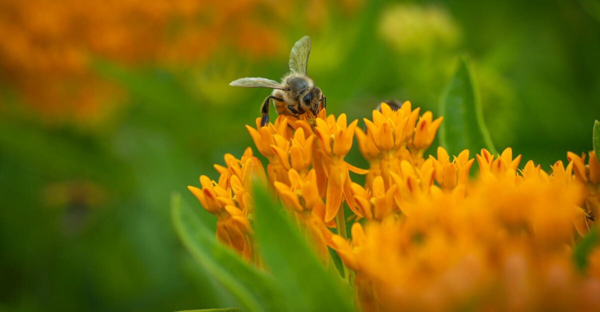 Butterfly Weed