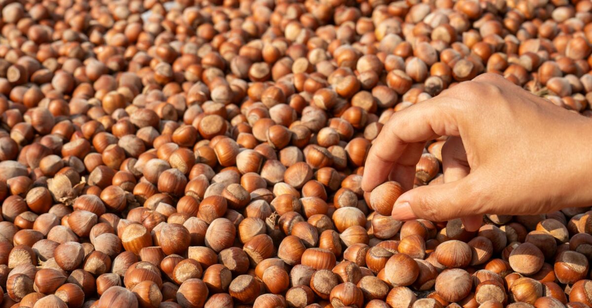 Picking Hazelnuts by Hand During Harvest in Giresun