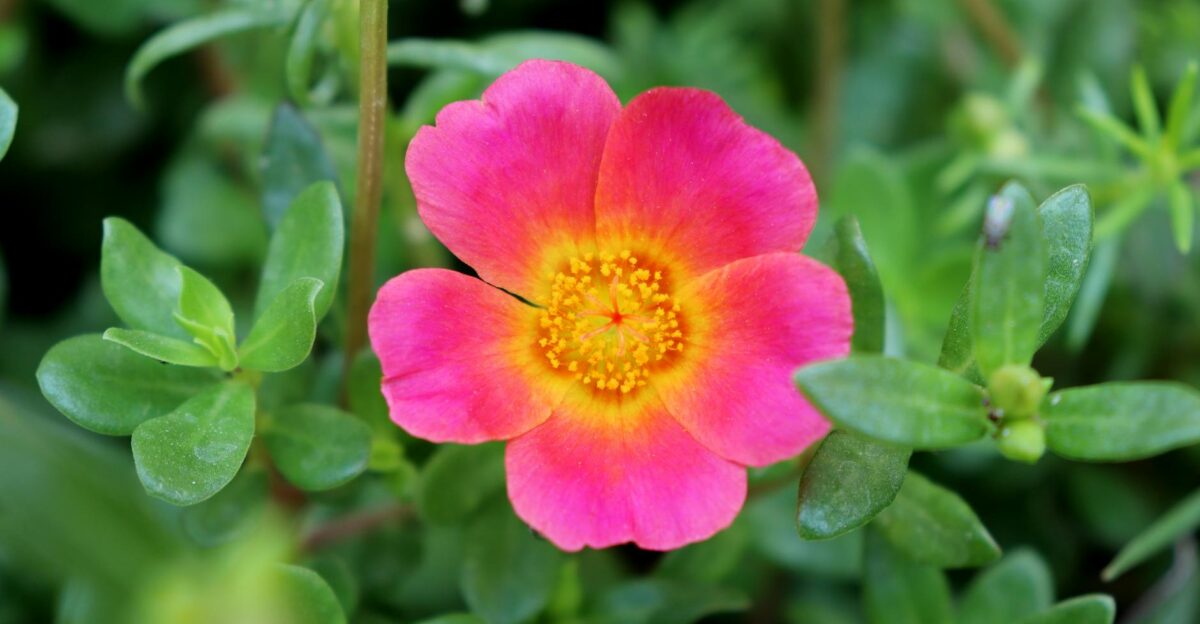 Close-up of a vibrant pink moss rose flower with lush green foliage capturing natural beauty