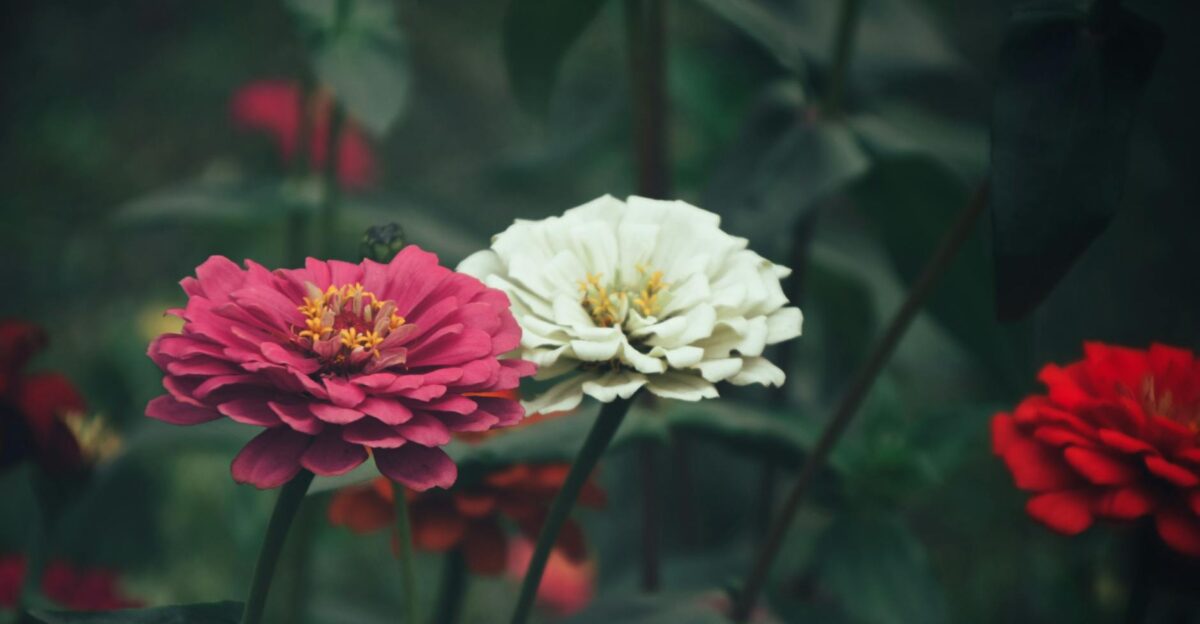Close-up of colorful zinnias blooming in a Kolkata garden showcasing nature s beauty