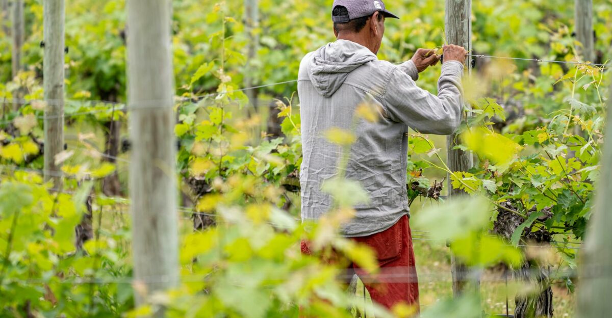 A farm worker manages grapevines in a lush green vineyard wearing casual clothing and a cap